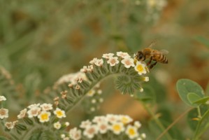 Insectes