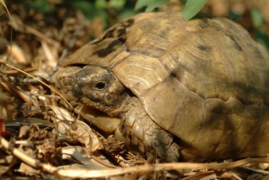 Tortues