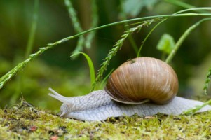 Escargots