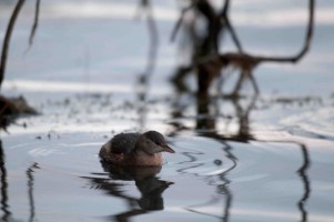 Oiseaux d'eau